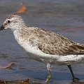 Red Knot 1st Winter. Lots of juvenile feathers.<br />Canon EOS 7D + EF400 F5.6L